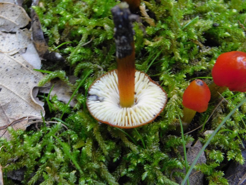 21 Fotogr.il 18.12.2021 sotto Leccio